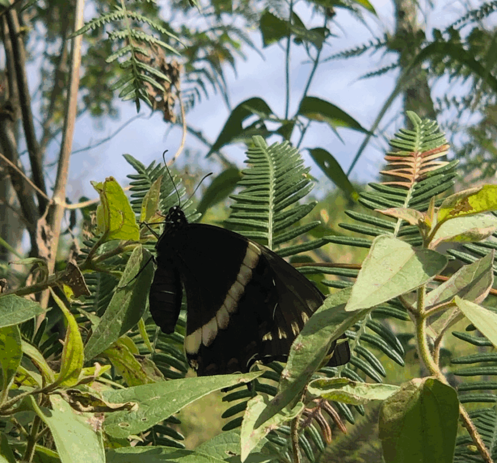 Mariposa Silvestre San Francisco